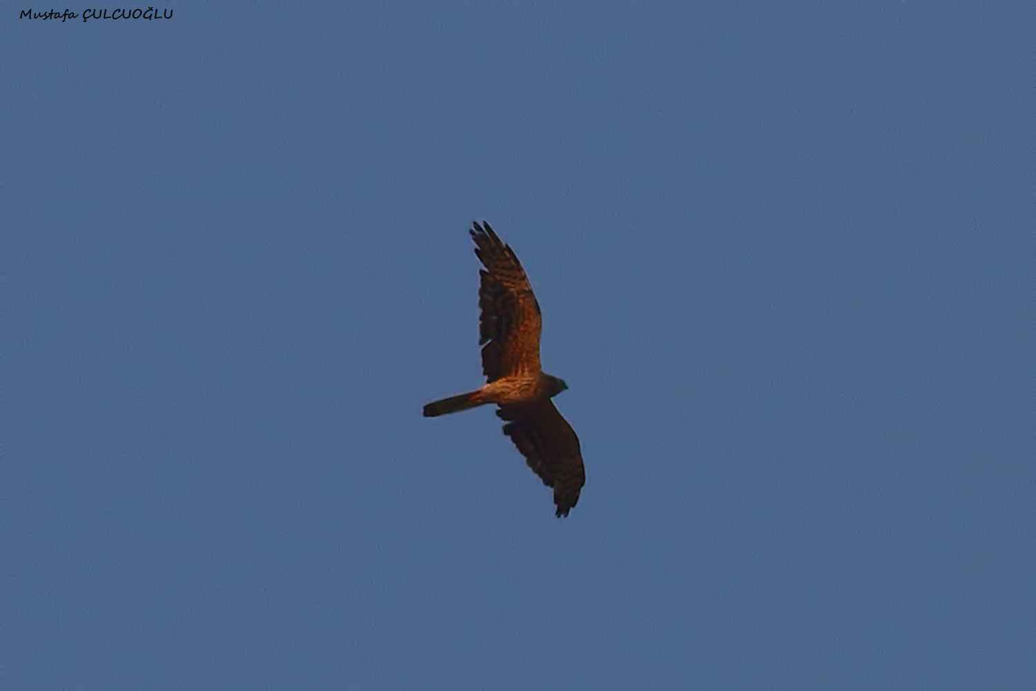 Montagu's Harrier
